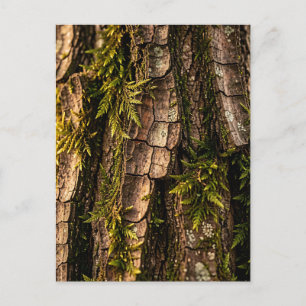  Mossy Tree Bark Forest Texture  Postcard
