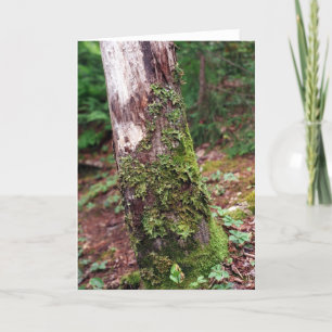 Mossy Tree card