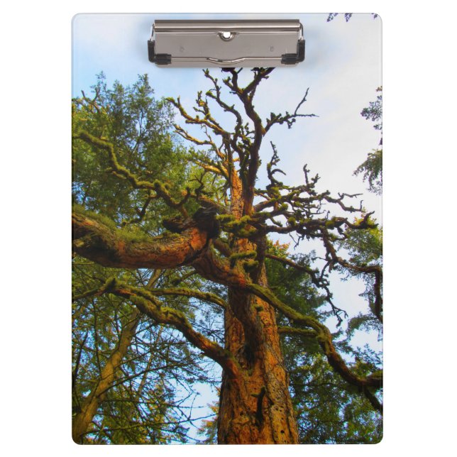 Mossy Tree Clipboard (Front)