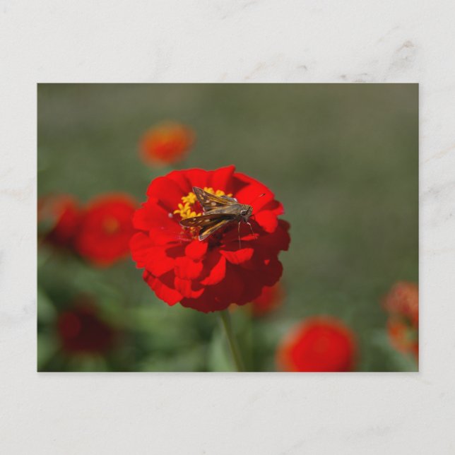 Moth and Red Zinnia postcard (Front)