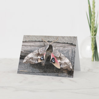 Moth, Blank Note Card by Mark Easton