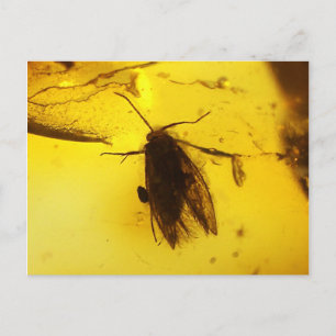 Moth inside amber postcard