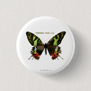 Moth: Madagascan Sunset Moth 1 Inch Round Button