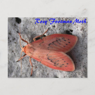 Moth Magic : Carte postale Rosy Footman Moth