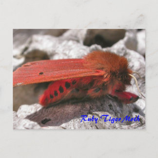 Moth Magic: Ruby Tiger Moth postcard