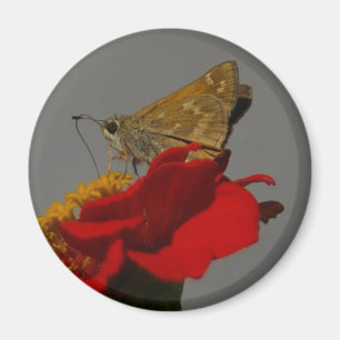 Moth Magnet