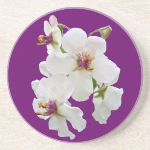 Moth Mullein Wildflower Coaster