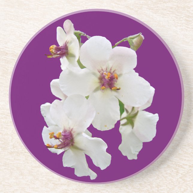 Moth Mullein Wildflower Coaster (Front)