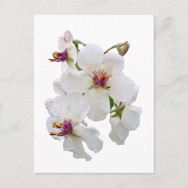 Moth Mullein Wildflower Postcard (Front)