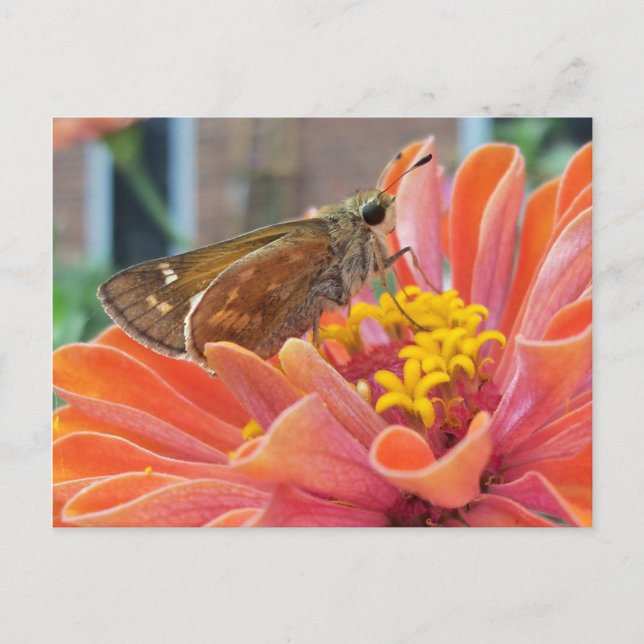 Moth On Orange Flower Postcard (Front)