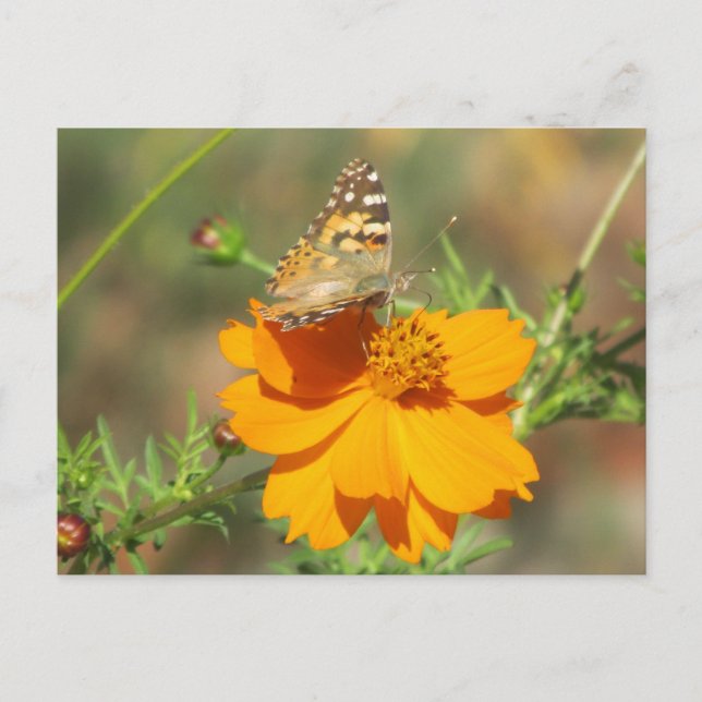 Moth on Yellow Flower Postcard (Front)
