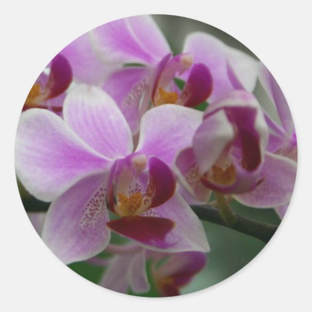 Moth Orchid Classic Round Sticker (Front)