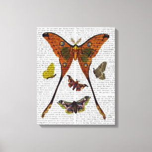 Moth Plate 2 Canvas Print