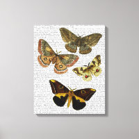 Moth Plate 4