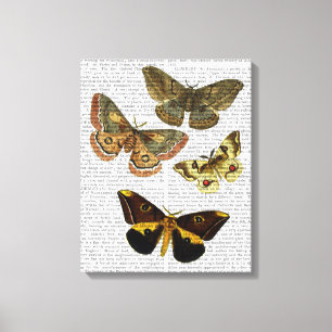 Moth Plate 4 Canvas Print