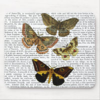 Moth Plate 4