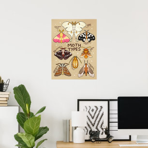 Moth Types Poster