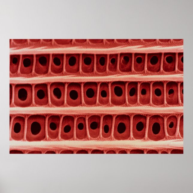 Moth - wing scale poster (Front)