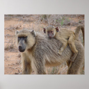 Mother and Baby Baboon Poster