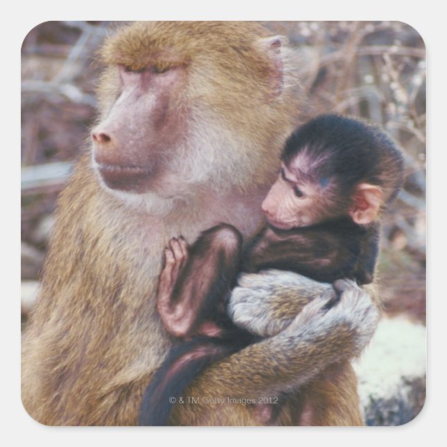 Mother and Baby Baboon Square Sticker (Front)