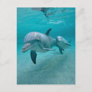 MOTHER AND BABY CALF DOLPHIN POSTCARD