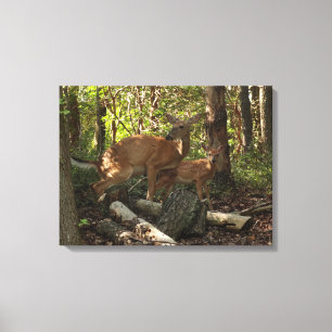 Mother and Baby Deer at Shenandoah National Park Canvas Print