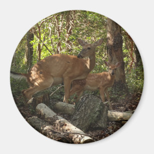 Mother and Baby Deer at Shenandoah National Park Magnet