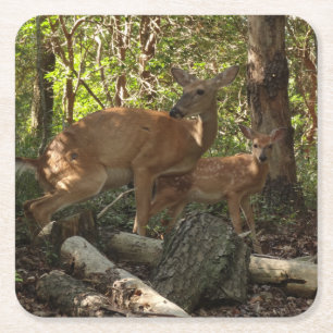 Mother and Baby Deer at Shenandoah National Park Square Paper Coaster