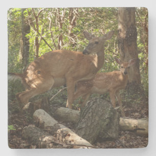 Mother and Baby Deer at Shenandoah National Park Stone Coaster