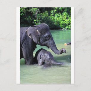 Mother and baby elephant in river postcard