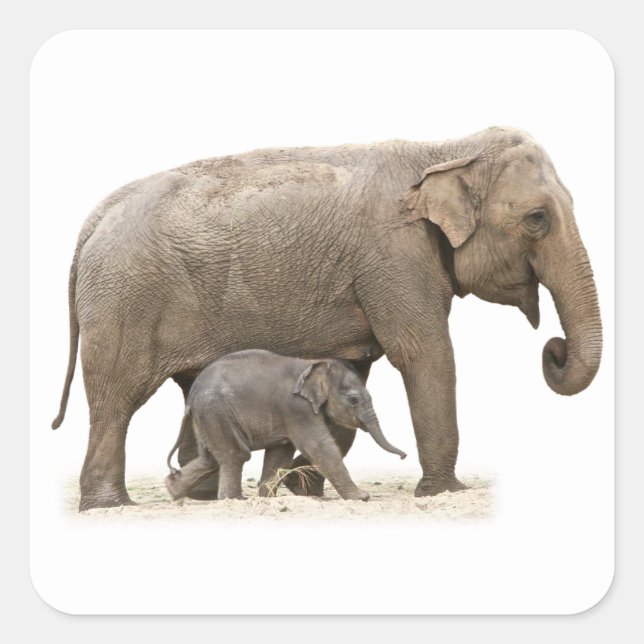 Mother and Baby Elephant Square Sticker (Front)