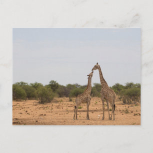 Mother and baby giraffe postcard