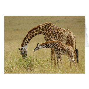 Mother and baby Masai Giraffe, Giraffa
