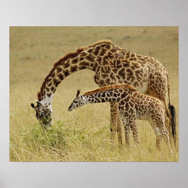 Mother and baby Masai Giraffe, Giraffa Poster (Front)