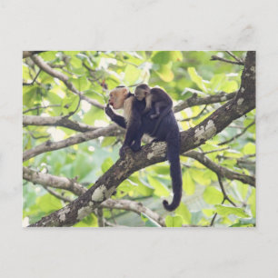 Mother and Baby Monkey Postcard