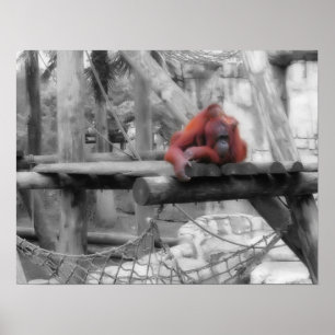 Mother and Baby Orangutan Poster