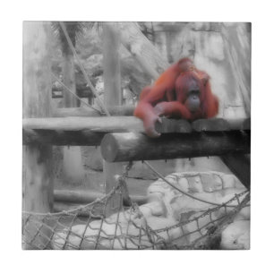 Mother and Baby Orangutan Tile