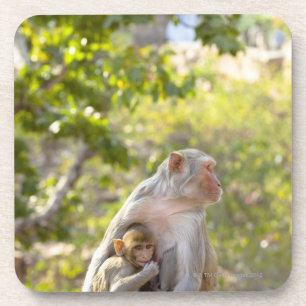 Mother and baby Rhesus Macaque monkeys on wall Coaster