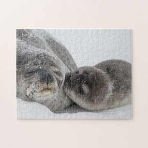 Mother And Baby Seal Love Jigsaw Puzzle
