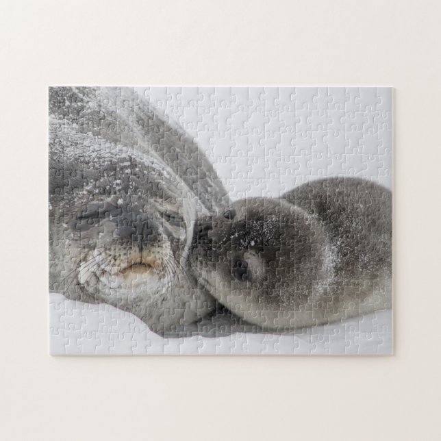 Mother And Baby Seal Love Jigsaw Puzzle (Horizontal)