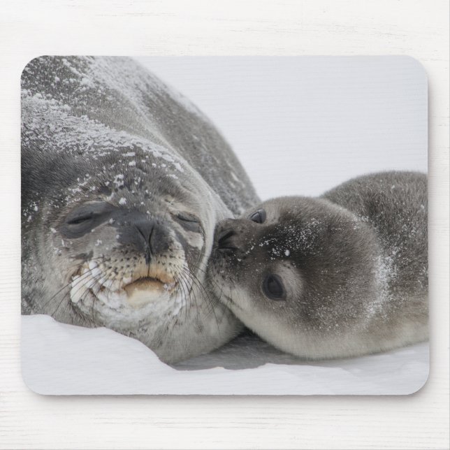 Mother And Baby Seal Love Mouse Pad (Front)