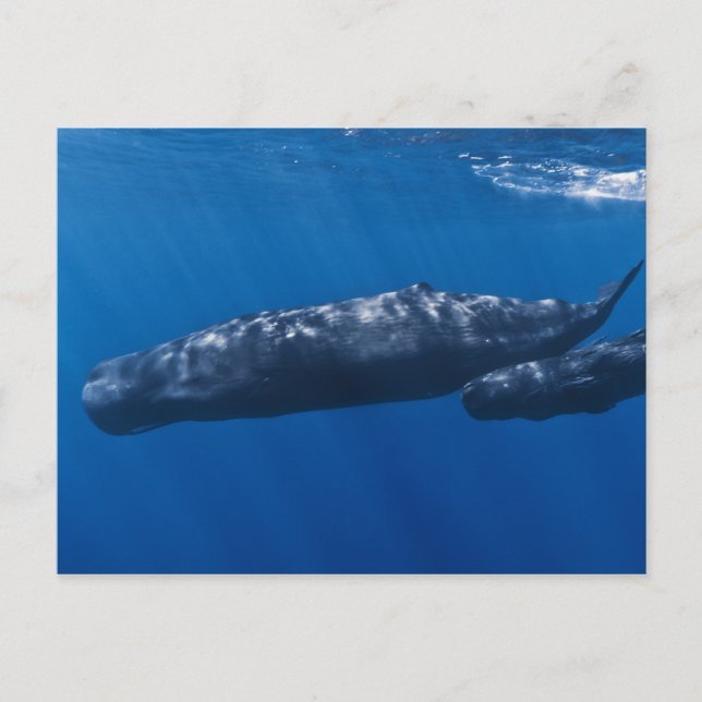 Mother and Baby Sperm Whale Physeter macrocephalus Postcard (Front)