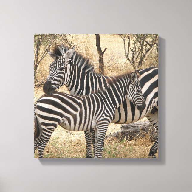 Mother and Baby Zebra  Canvas Print (Front)