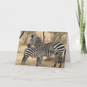 Mother and Baby Zebra Greeting Card