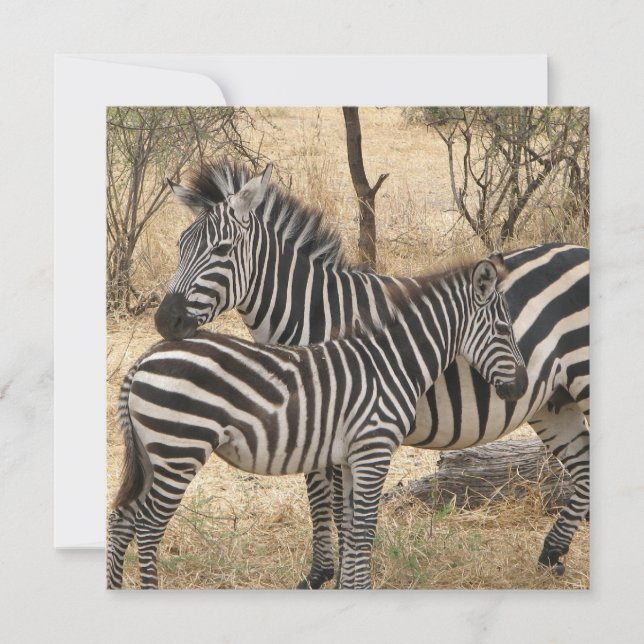 Mother and Baby Zebra  Invitations (Front)