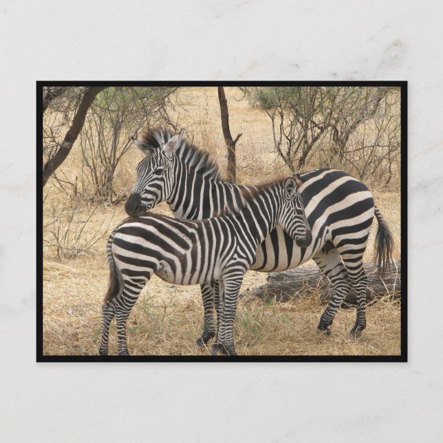 Mother and Baby Zebra  Postcard (Front)