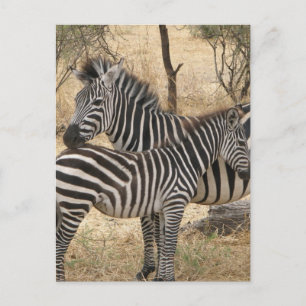 Mother and Baby Zebra Postcard