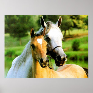 Mother and Foal Poster