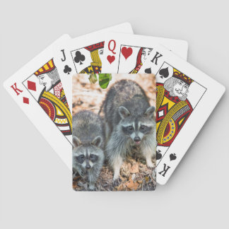 Mother and young raccoon in fall setting playing cards