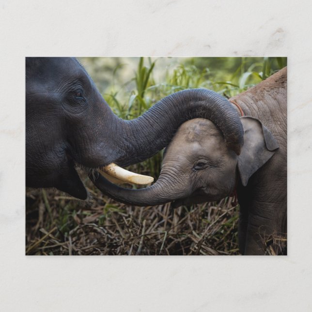 Mother & Baby Elephant Showing Affection Postcard (Front)